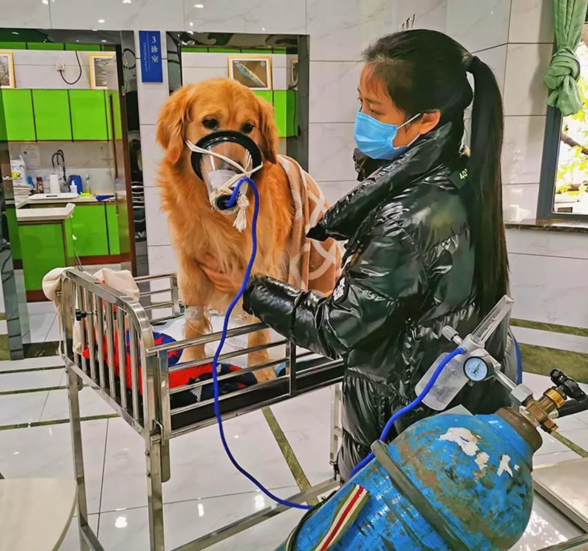 齐齐哈尔狗狗医院-领先的宠物医疗技术，确保治疗效果