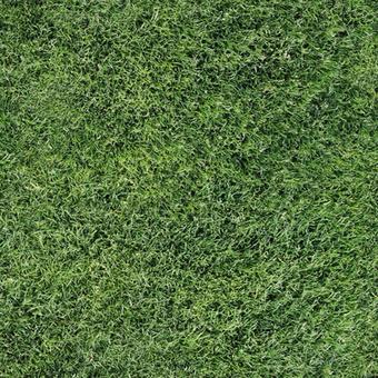 拉萨园林绿化草皮出售-长期合作，信誉保障
