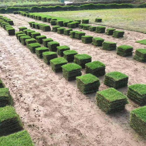 乌海各种冷季型绿化草坪草皮出售-长期合作，信誉保障