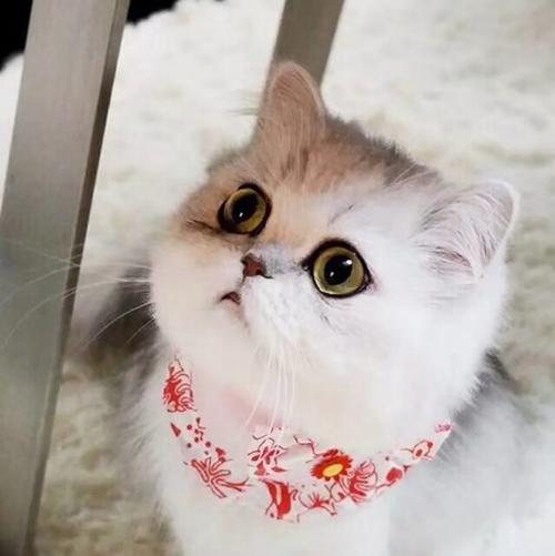 淮北宠物猫医院-在线咨询