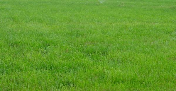 和田各种冷季型绿化草坪草皮出售-热情商家，品质保证