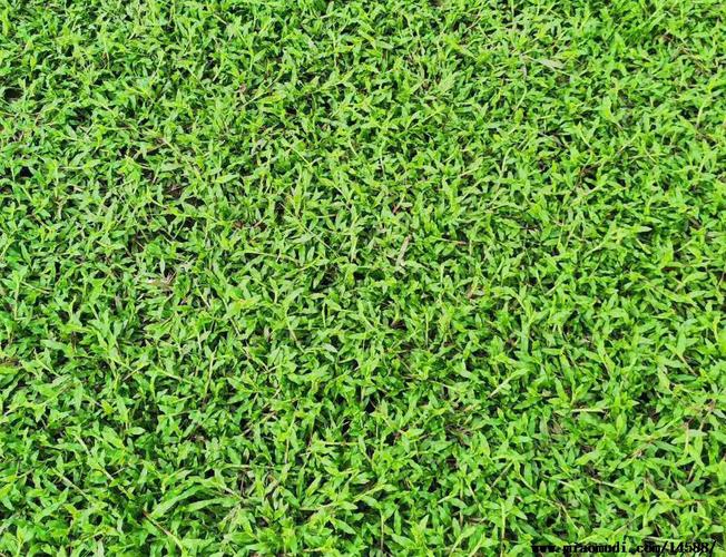 中卫各种冷季型绿化草坪草皮供应-热情商家，品质保证
