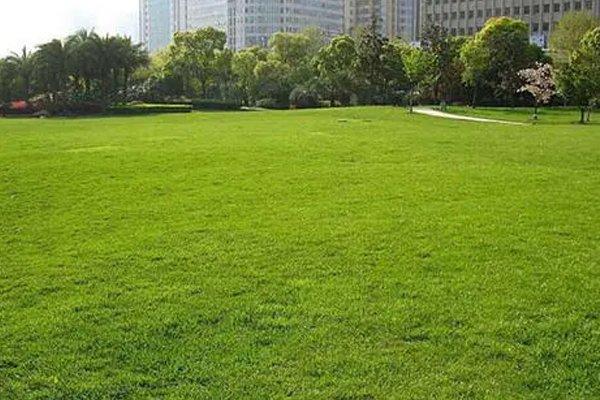 梅州各种冷季型绿化草坪草皮出售-长期合作，信誉保障