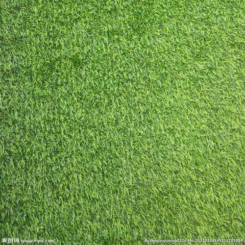 乐山各种冷季型绿化草坪草皮批发-服务到位，让您放心