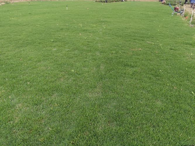 阿克苏各种冷季型绿化草坪草皮出售-服务到位，让您放心