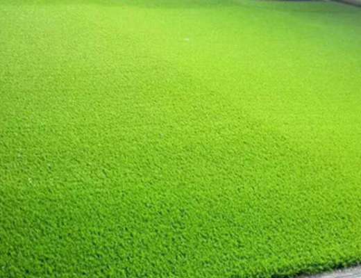 唐山各种冷季型绿化草坪草皮出售-服务到位，让您放心