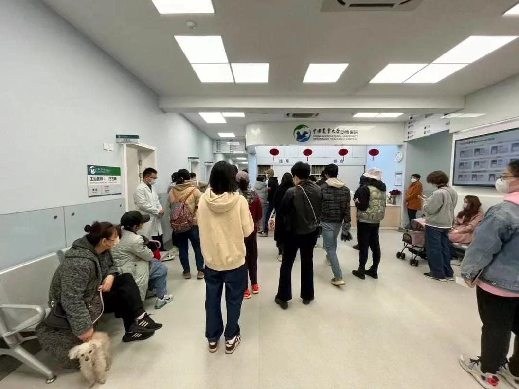 柳州宠物猫医院-领先的宠物医疗技术，确保治疗效果
