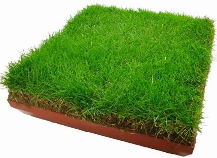 甘南各种冷季型绿化草坪草皮供应-信誉佳，欢迎来电咨询