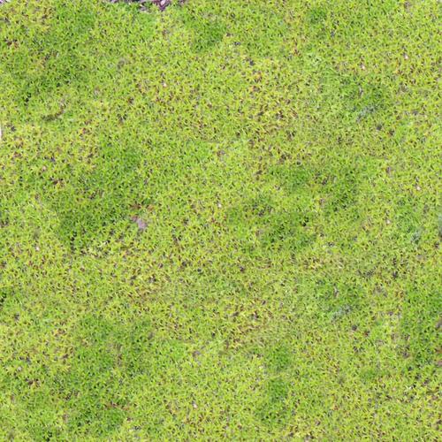 大庆各种冷季型绿化草坪草皮供应-服务到位，让您放心