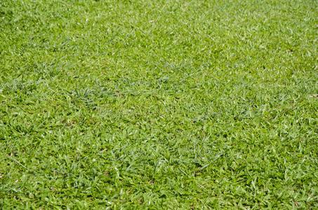 宜春绿化带土草坪草皮出售-长期合作，信誉保障