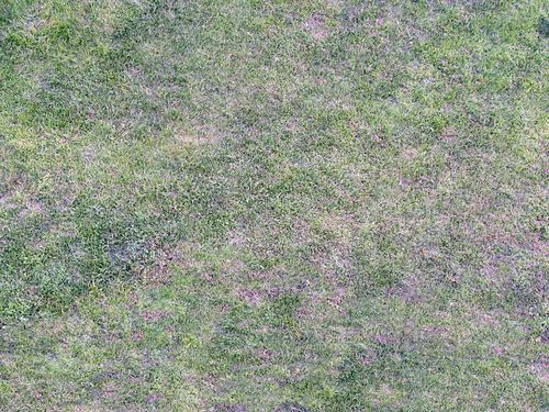 齐齐哈尔各种冷季型绿化草坪草皮供应-服务到位，让您放心