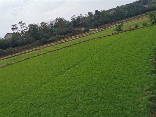 鹰潭各种冷季型绿化草坪草皮出售-长期合作，信誉保障