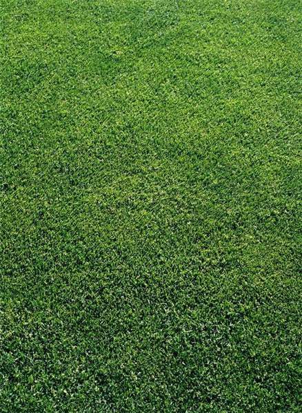 信阳各种冷季型绿化草坪草皮批发-服务到位，让您放心