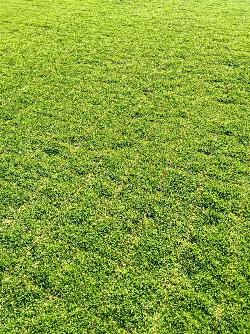 滁州各种冷季型绿化草坪草皮供应-长期合作，信誉保障
