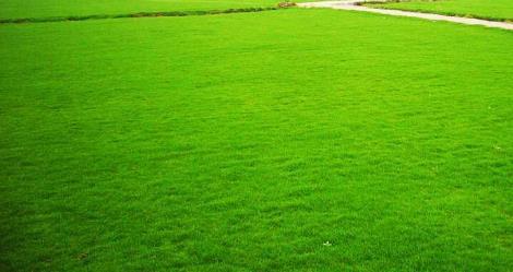 湘潭各种冷季型绿化草坪草皮出售-长期合作，信誉保障