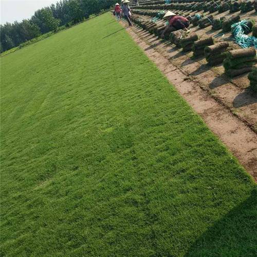 佳木斯各种冷季型绿化草坪草皮出售-服务到位，让您放心