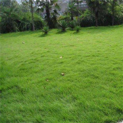 安庆各种冷季型绿化草坪草皮供应-服务到位，让您放心