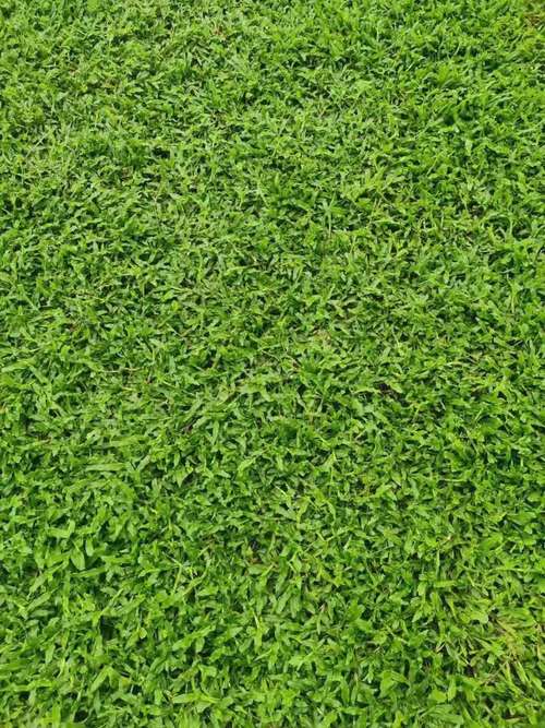 泸州各种冷季型绿化草坪草皮供应-服务到位，让您放心