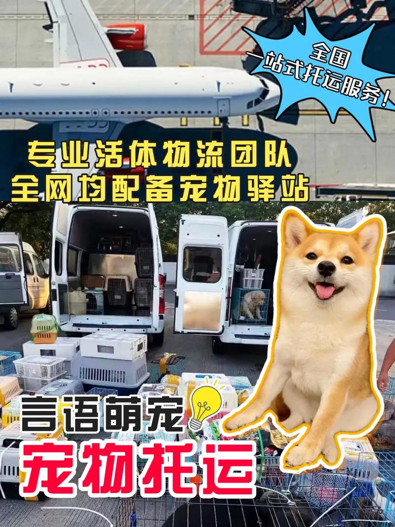广州宠物托运平台,24小时免费上门接送
