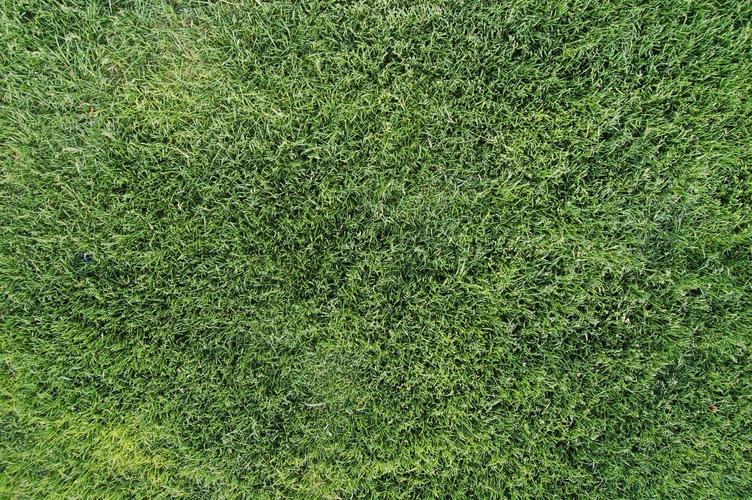 哈密绿化带土草坪草皮供应-信誉佳，欢迎来电咨询