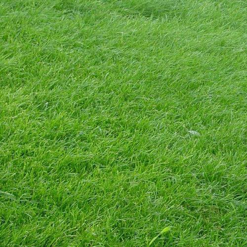 洛阳各种冷季型绿化草坪草皮出售-长期合作，信誉保障