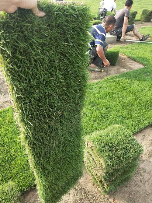 邯郸各种冷季型绿化草坪草皮供应-长期合作，信誉保障