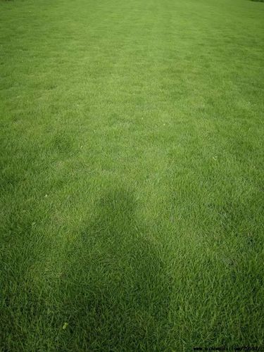 哈密各种冷季型绿化草坪草皮出售-长期合作，信誉保障