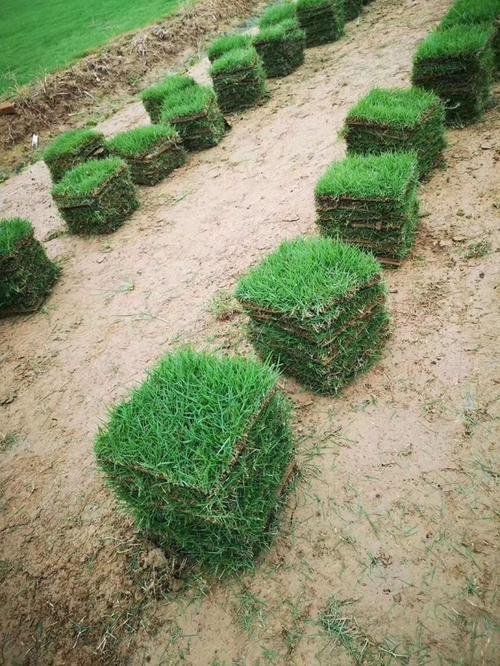 伊犁各种冷季型绿化草坪草皮出售-热情商家，品质保证