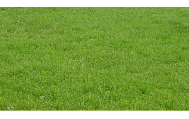 安庆草坪带土草卷高羊茅早熟禾混播草皮供应-长期合作，信誉保障