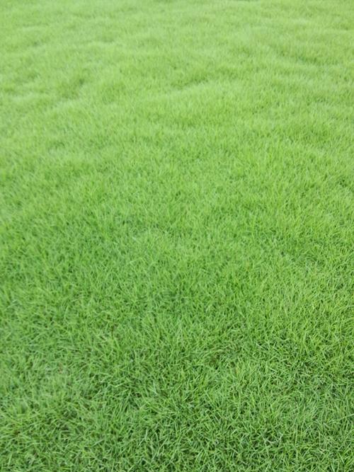 博尔塔拉各种冷季型绿化草坪草皮出售-服务到位，让您放心