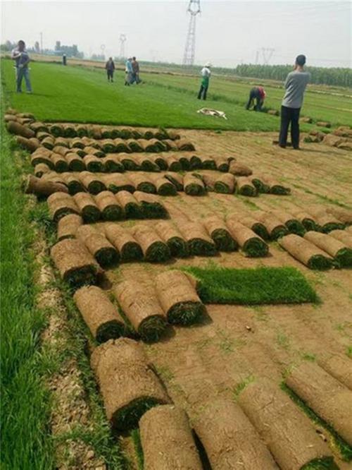 忻州草坪带土草卷高羊茅早熟禾混播草皮出售-服务到位，让您放心