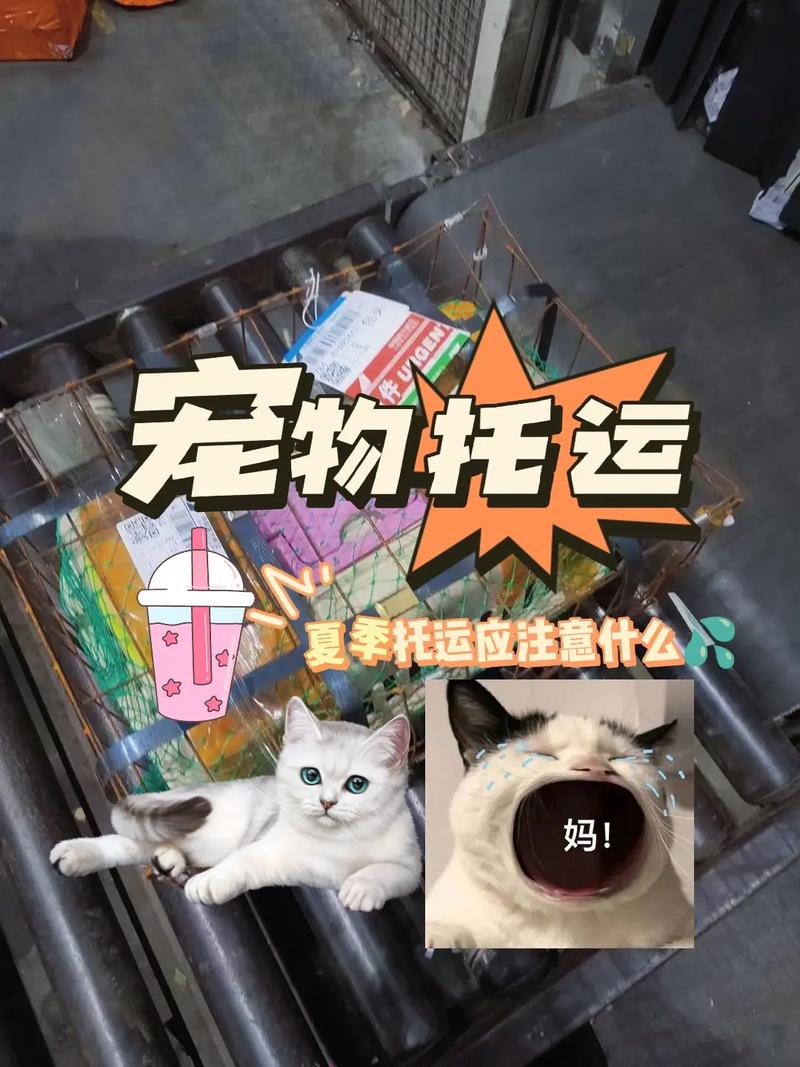 上海宠物猫托运,隔日到达一口价