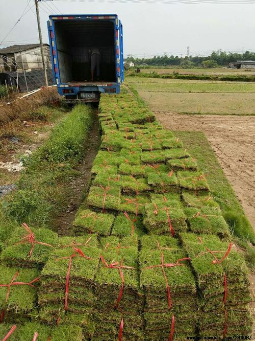 楚雄绿化带土草坪草皮出售-长期合作，信誉保障
