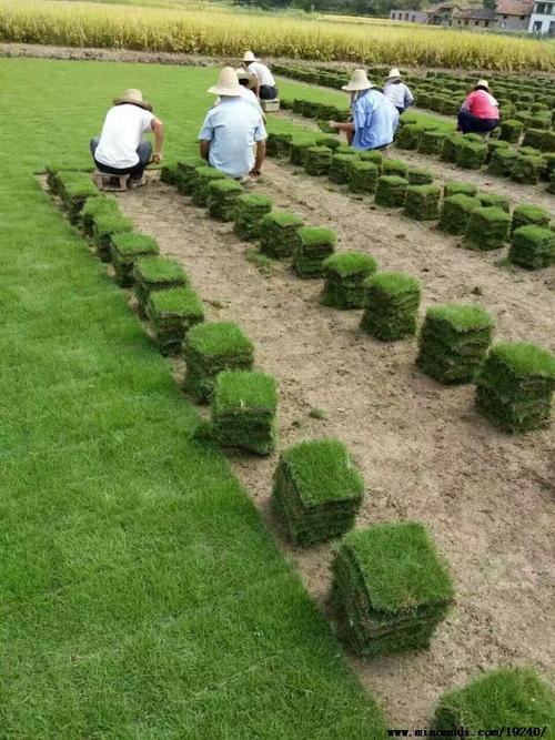 台州园林绿化草皮出售-长期合作，信誉保障