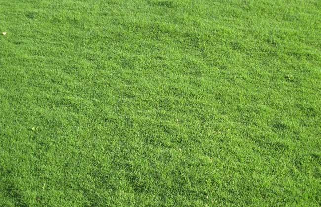黄石各种冷季型绿化草坪草皮供应-信誉佳，欢迎来电咨询