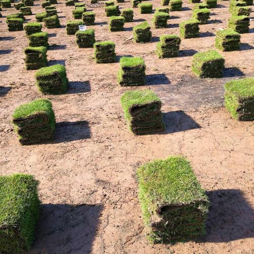 鹤壁冷季型带土草皮出售-热情商家，品质保证