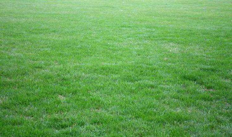 吕梁各种冷季型绿化草坪草皮出售-信誉佳，欢迎来电咨询