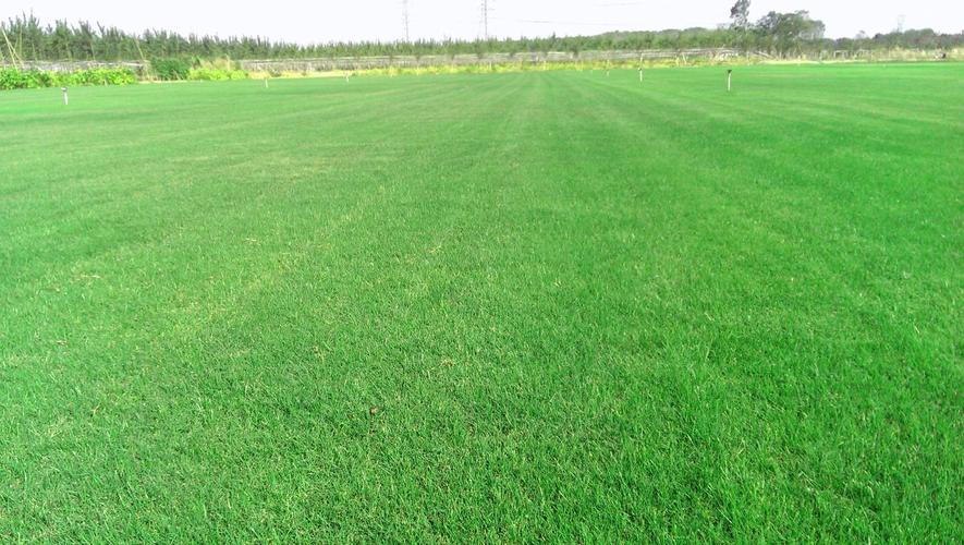 永州各种冷季型绿化草坪草皮出售-长期合作，信誉保障