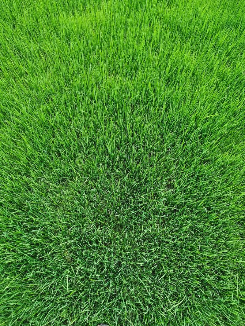 滁州草坪带土草卷高羊茅早熟禾混播草皮出售-长期合作，信誉保障