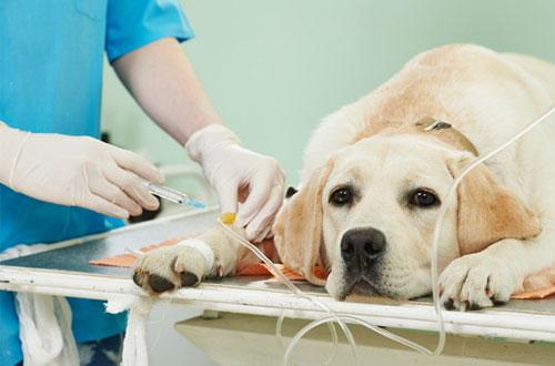 义乌宠物皮肤科医院-专业团队，保障您的宠物健康