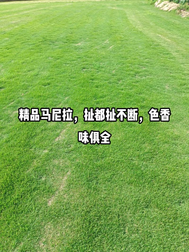 忻州假草皮草坪供应-长期合作，信誉保障